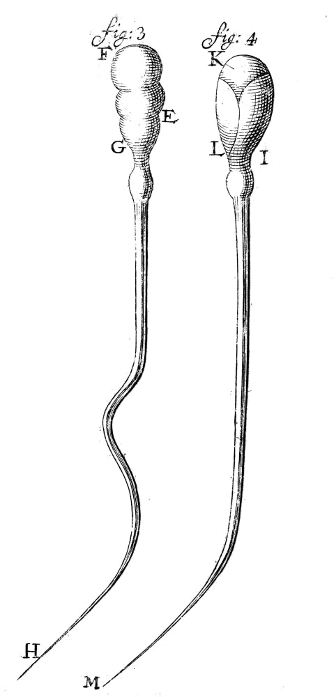 Spermatozoa scientific illustration poster print by Leeuwenhoek