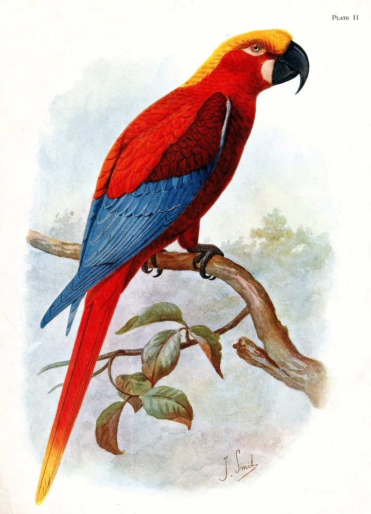 Extinct Jamaican Red Macaw Fine Art Print - Ara Gossei (1907)