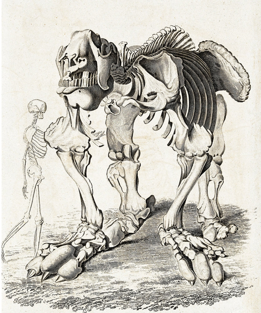 Megatherium and Human Skeletons poster print showcasing paleontology art.