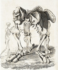 Megatherium and Human Skeletons poster print showcasing paleontology art.