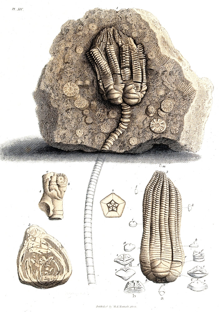 Fossil Remains in Stone Poster Print showcasing intricate fossil details