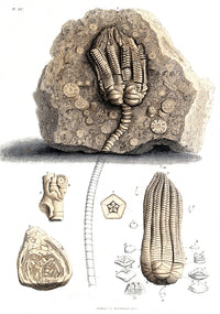 Fossil Remains in Stone Poster Print showcasing intricate fossil details