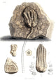 Fossil Remains in Stone Poster Print showcasing intricate fossil details