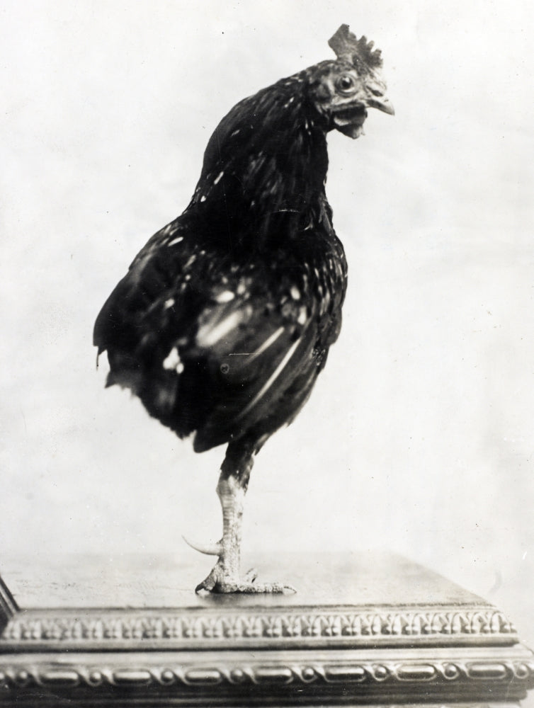 Theodore Roosevelt's One-Legged Rooster Poster Print