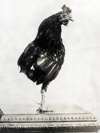 Theodore Roosevelt's One-Legged Rooster Poster Print