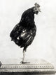 Theodore Roosevelt's One-Legged Rooster Poster Print