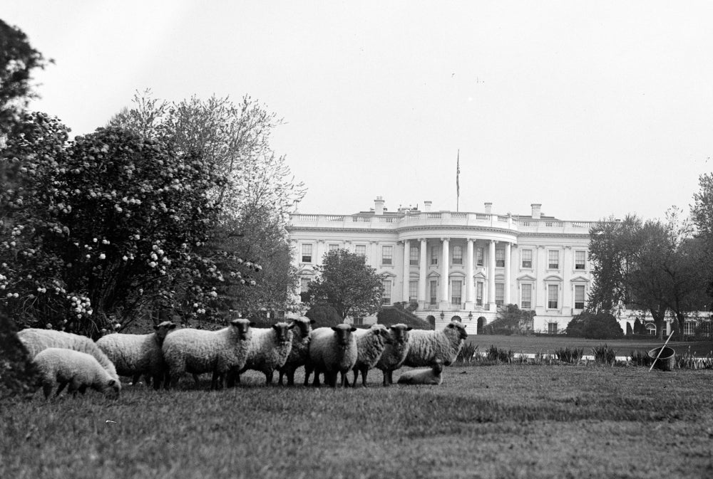 President Wilson's Sheep 1917 Poster Print showcasing historical significance.