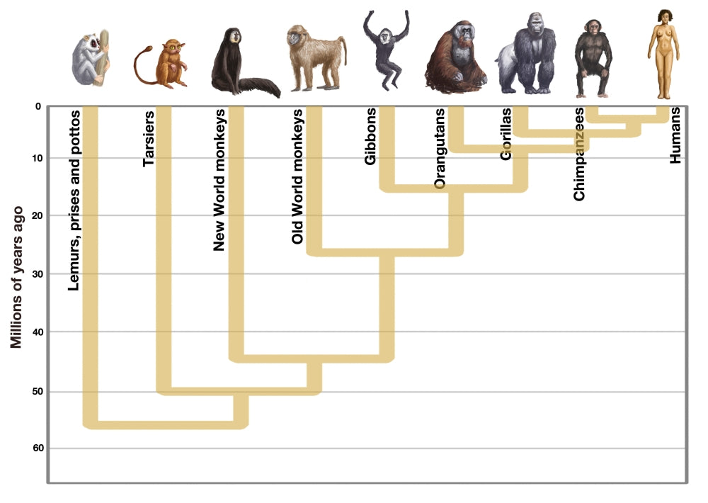 Human Evolution Poster Print by Spencer Sutton showcasing the journey of humanity.