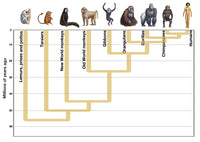 Human Evolution Poster Print by Spencer Sutton showcasing the journey of humanity.