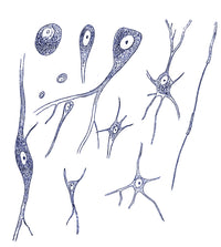 Nerve Cell Types Poster Print by Von Kolliker, 1852 illustration.