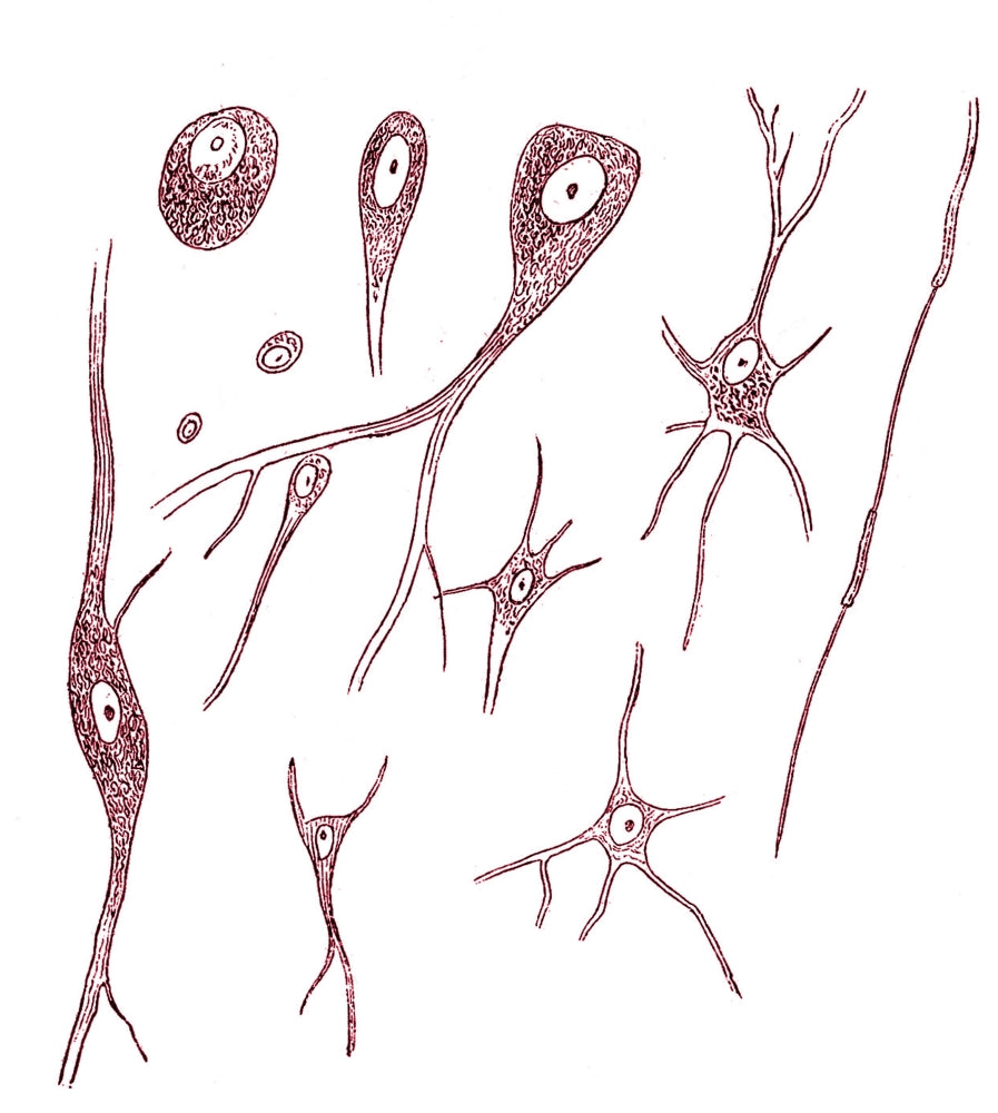 Nerve Cell Types Poster Print by Science Source, vintage neuroscience art