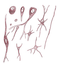 Nerve Cell Types Poster Print by Science Source, vintage neuroscience art