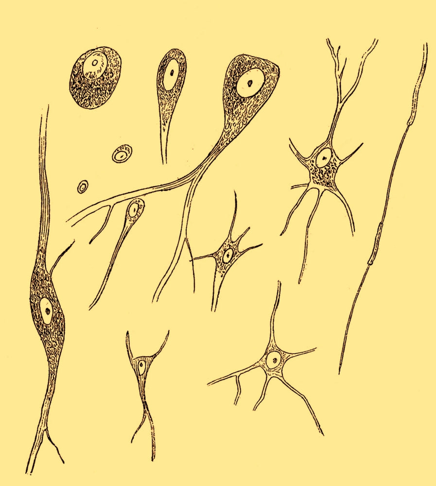 Nerve Cell Types Fine Art Print by Science Source showcasing various nerve cells.