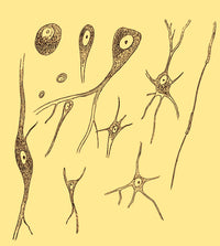 Nerve Cell Types Fine Art Print by Science Source showcasing various nerve cells.