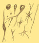 Nerve Cell Types Fine Art Print by Science Source showcasing various nerve cells.