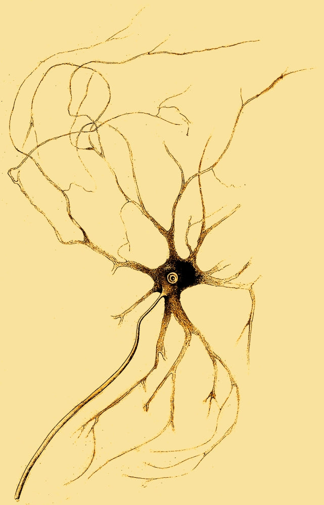 Nerve Cell from Spinal Cord Art Print - Scientific Illustration