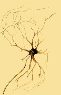 Nerve Cell from Spinal Cord Art Print - Scientific Illustration