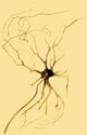 Nerve Cell from Spinal Cord Art Print - Scientific Illustration