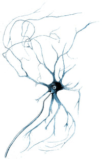 Nerve Cell from Spinal Cord Poster Print by Deiters, 1865, showcasing intricate scientific illustration.