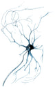 Nerve Cell from Spinal Cord Poster Print by Deiters, 1865, showcasing intricate scientific illustration.