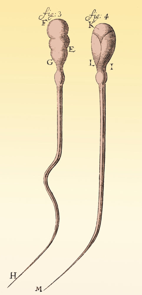Spermatozoa Poster Print by Leeuwenhoek, showcasing detailed biological illustration.