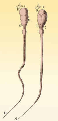 Spermatozoa Poster Print by Leeuwenhoek, showcasing detailed biological illustration.