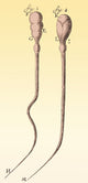 Spermatozoa Poster Print by Leeuwenhoek, showcasing detailed biological illustration.