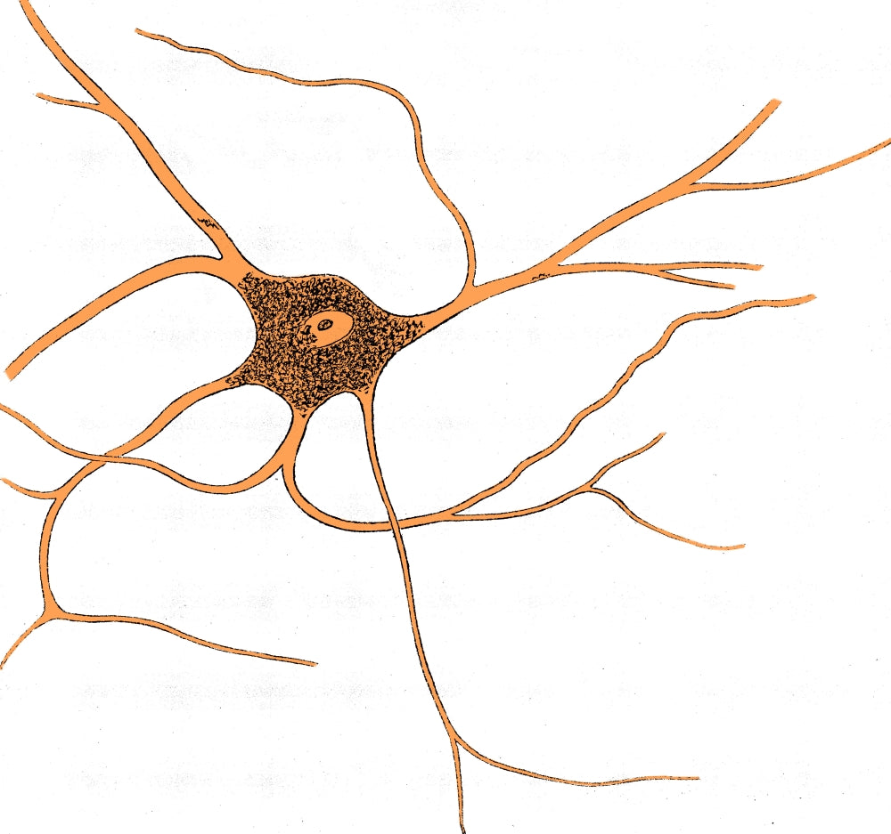 Ramified Nerve Cell from Grey Matter Poster Print showcasing intricate neural structures.