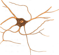 Ramified Nerve Cell from Grey Matter Poster Print showcasing intricate neural structures.