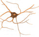 Ramified Nerve Cell from Grey Matter Poster Print showcasing intricate neural structures.