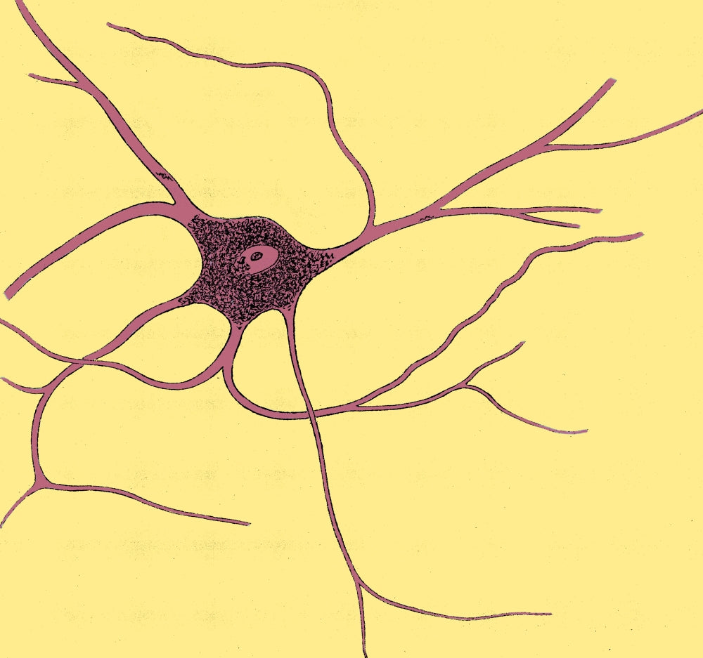 Ramified Nerve Cell Poster Print from Grey Matter, 1852
