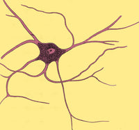 Ramified Nerve Cell Poster Print from Grey Matter, 1852
