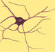 Ramified Nerve Cell Poster Print from Grey Matter, 1852