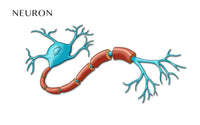 Motor Neuron Diagram Poster Print by Monica Schroeder - Educational Art