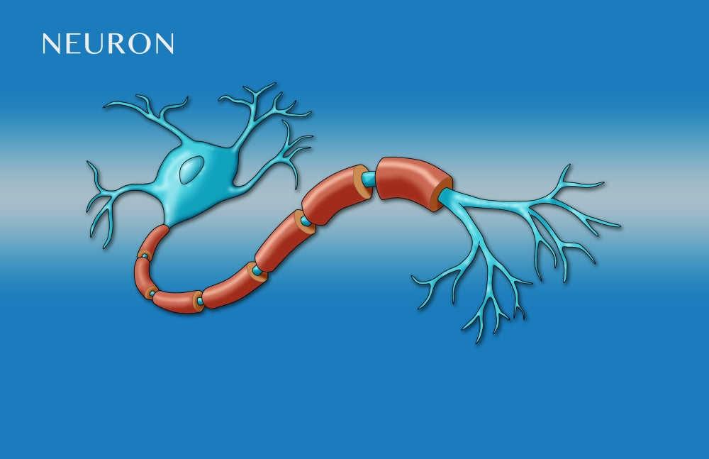Motor Neuron Diagram Poster Print by Monica Schroeder, educational illustration