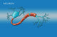 Motor Neuron Diagram Poster Print by Monica Schroeder, educational illustration