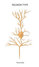 Pyramidal Neuron Illustration Poster Print by Monica Schroeder
