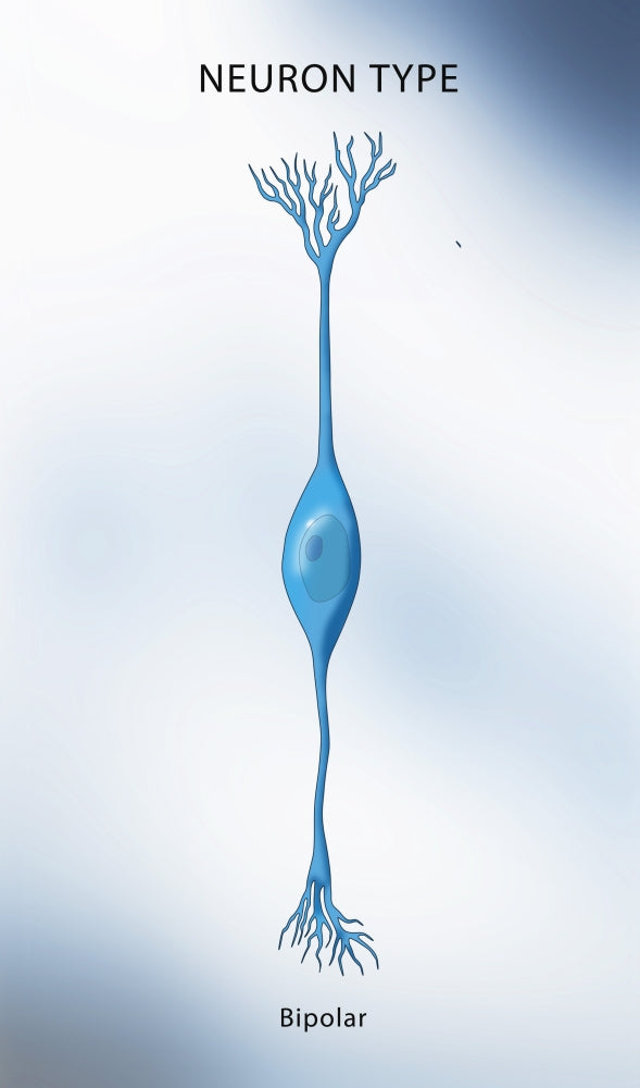 Bipolar Neuron Illustration Poster Print by Science Source