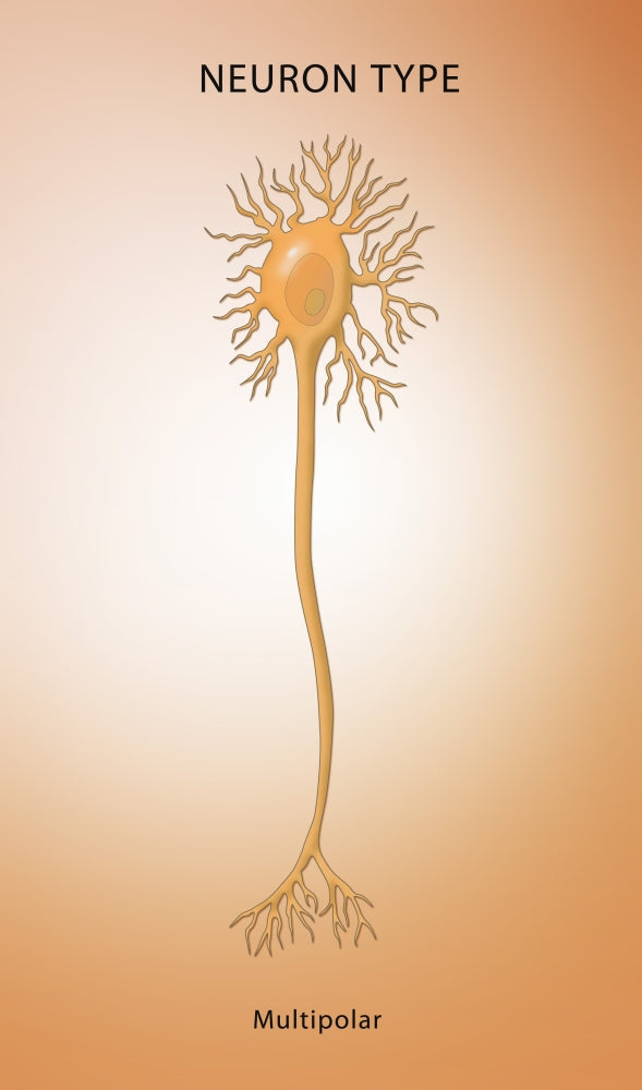 Multipolar Neuron Illustration Poster Print by Science Source