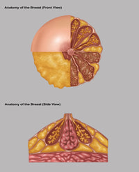 Breast Anatomy Illustration Poster Print by Science Source