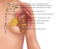 Breast Lymph Nodes Educational Poster Print by Science Source