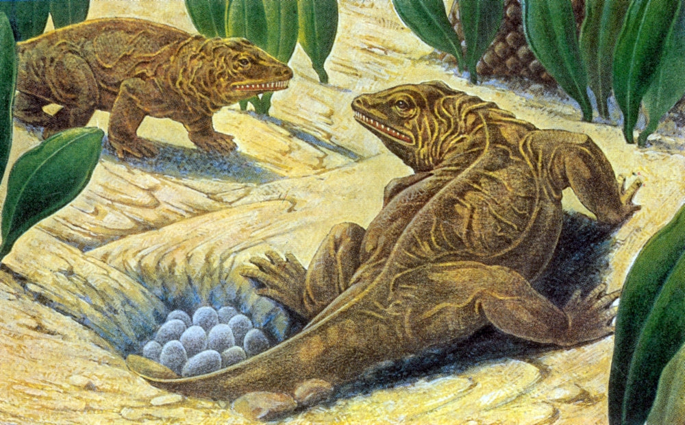 Seymouria Extinct Reptiliomorph Poster Print showcasing prehistoric life