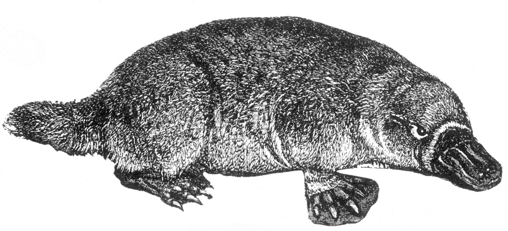 Duck-Billed Platypus Poster Print depicting Ornithorhynchus anatinus.