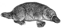 Duck-Billed Platypus Poster Print depicting Ornithorhynchus anatinus.