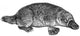 Duck-Billed Platypus Poster Print depicting Ornithorhynchus anatinus.