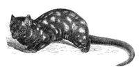 Paradoxure Viverrid Mammal Poster Print showcasing unique wildlife features.