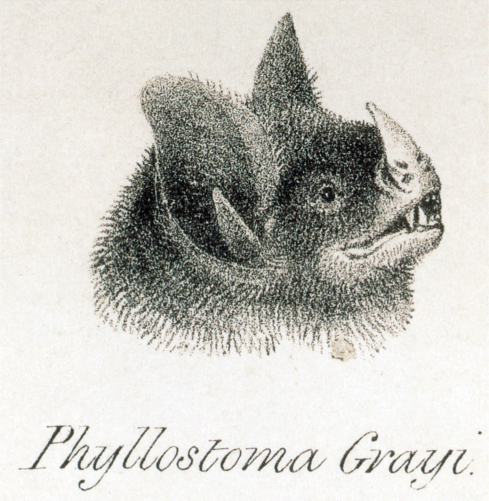 Head of Phyllostoma grayi Poster Print showcasing a detailed illustration of the bat species.