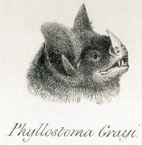 Head of Phyllostoma grayi Poster Print showcasing a detailed illustration of the bat species.