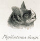Head of Phyllostoma grayi Poster Print showcasing a detailed illustration of the bat species.