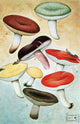 Fungi and Mushrooms Poster Print showcasing various mushroom species.